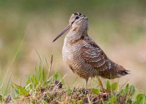 caccia alla beccaccia italia europa fauna migratoria