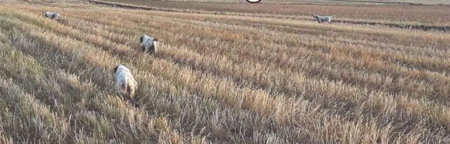 caccia alla quaglia in puglia