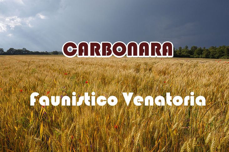 carbonara caccia nel lazio migratoria quaglia beccaccia colombaccio