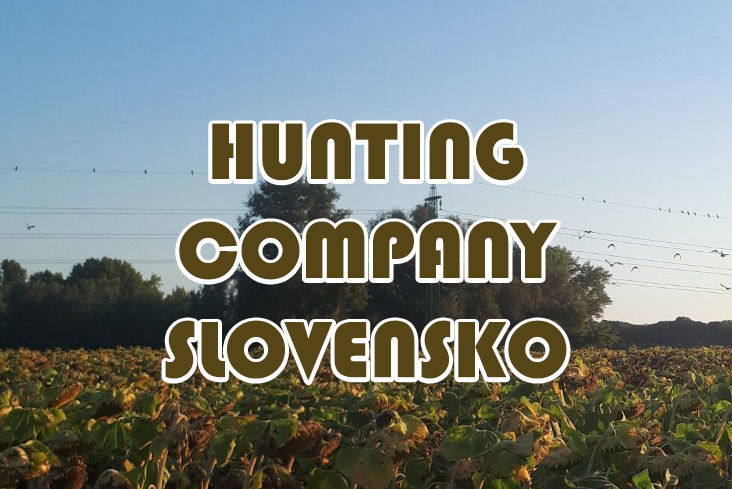 caccia alla tortora in Ungheria Hunting Company Slovensko