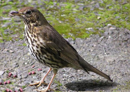 caccia ai tordi italia europa fauna migratoria